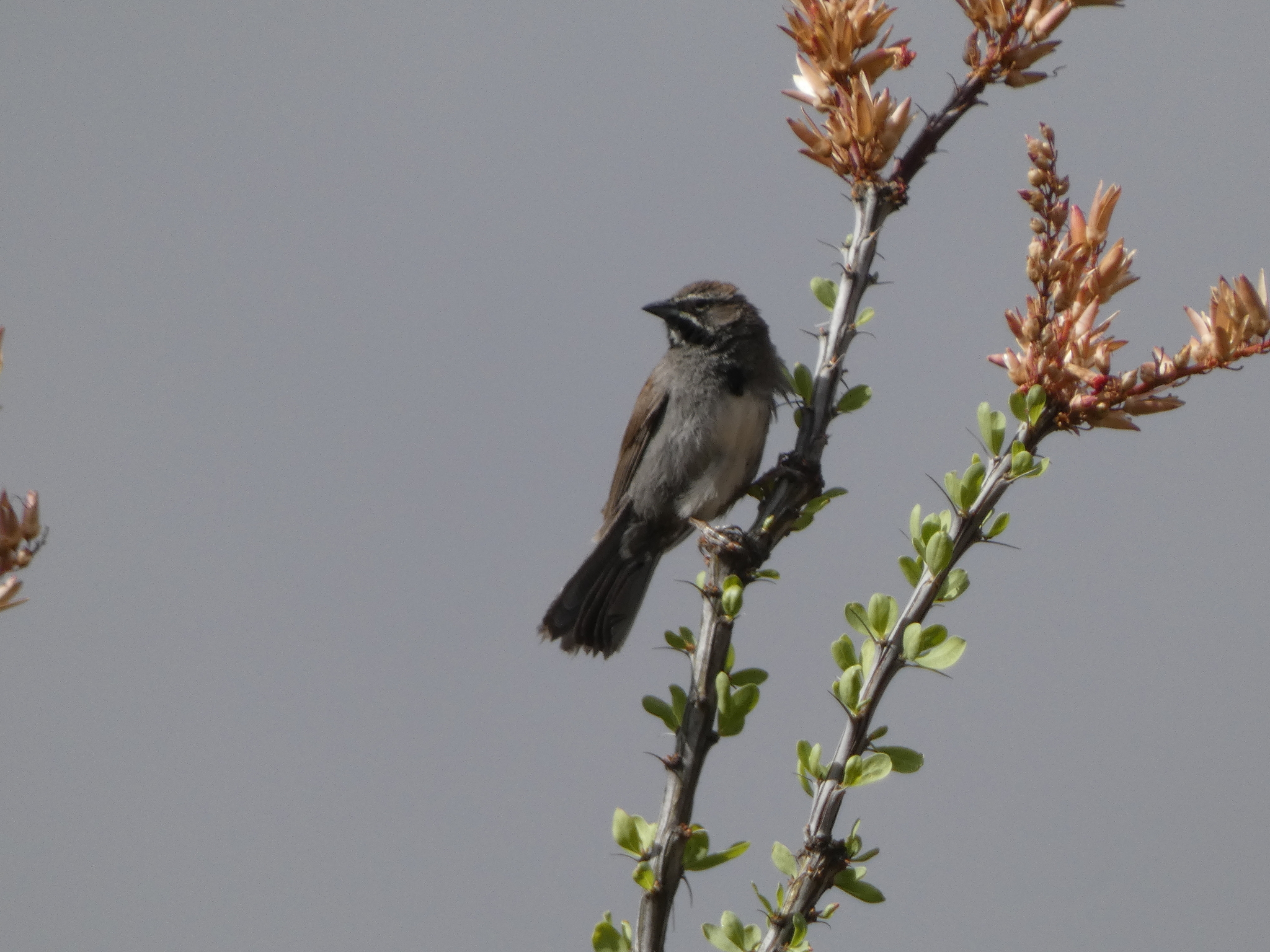 Five-striped Sparrow (Amphispizopsis quinquestriata), photo 3