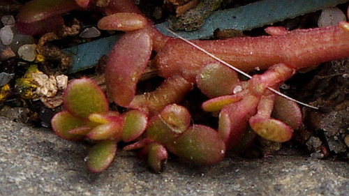Portulaca oleracea