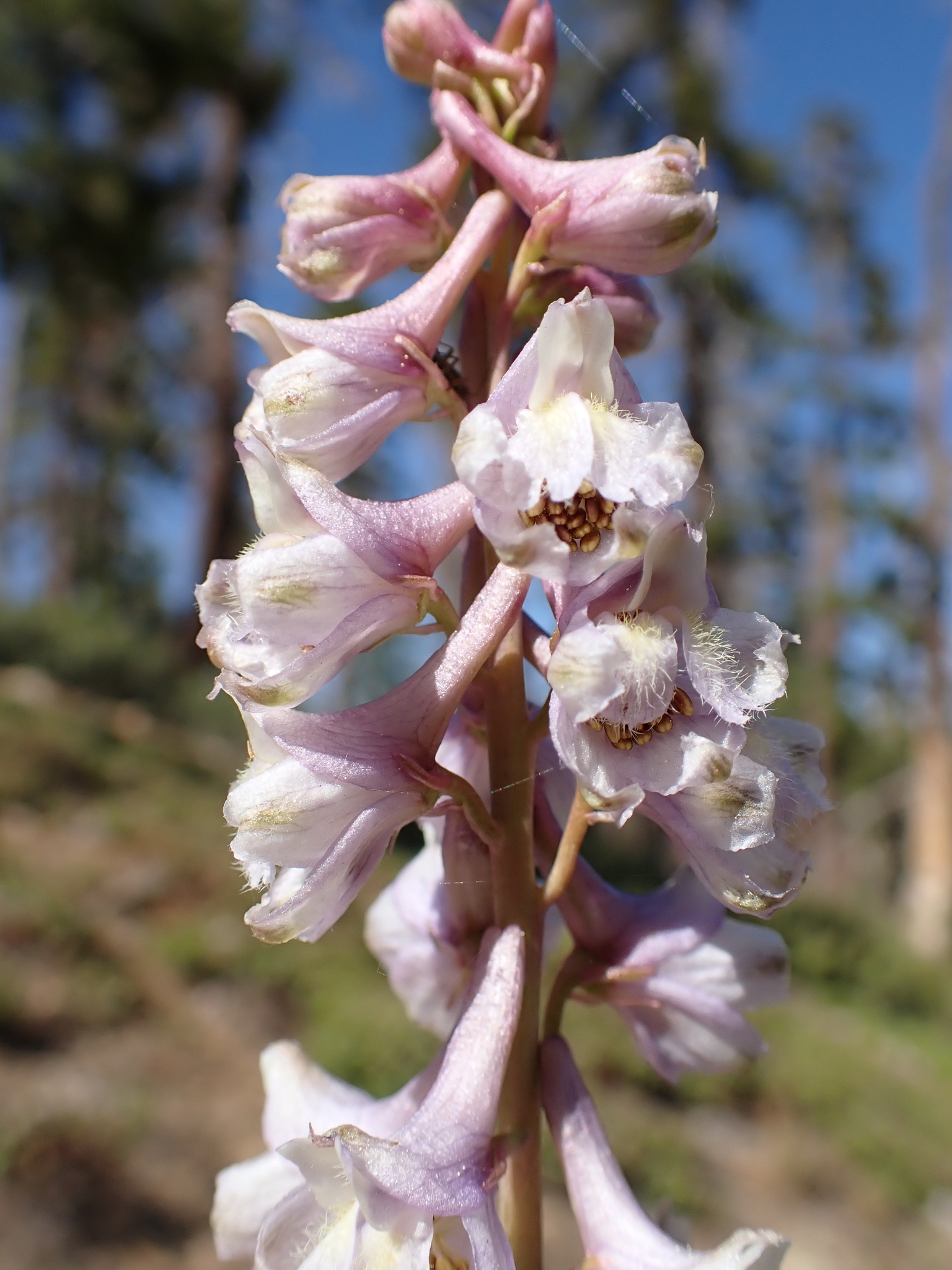Delphinium inopinum