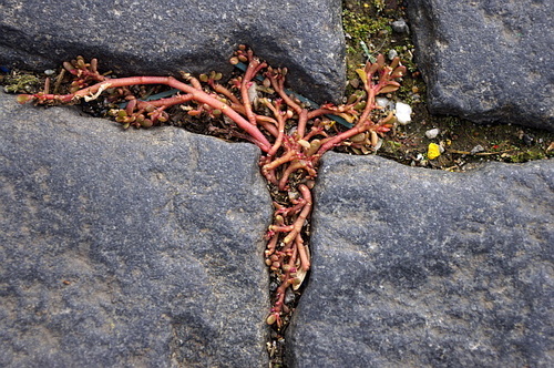 Portulaca oleracea