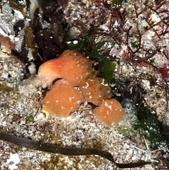 Morchellium argus