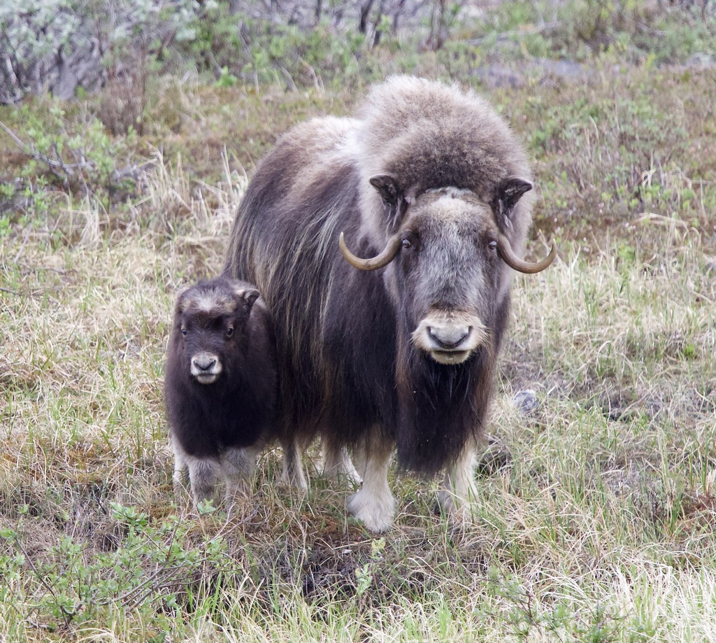 Ovibos moschatus, Nome Census Area, AK, USA, by jmoulton44