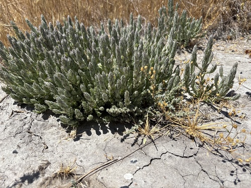 palmate salty bird's-beak (Chloropyron palmatum)