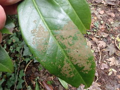 Phycopeltis arundinacea