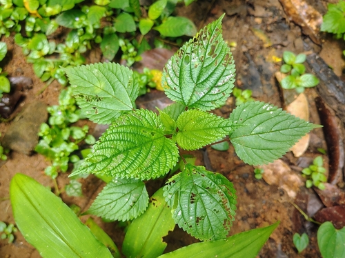Laportea interrupta, photograph 2