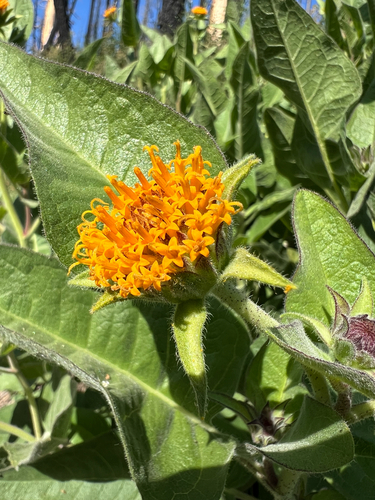 rayless mule's ears (Agnorhiza invenusta)