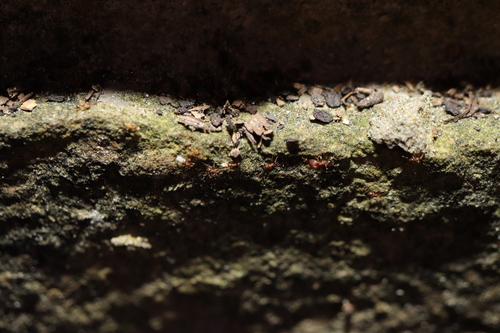 Big-headed Ants
