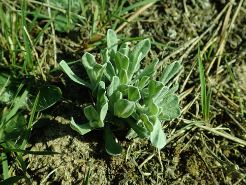 Smėlyninis šlamutis nuotrauka