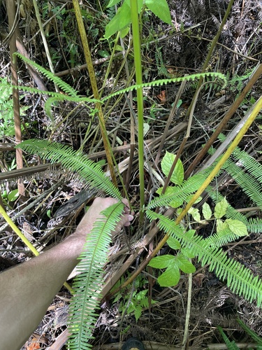 Sticherus bifidus observed 2025-06-17
