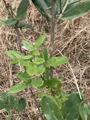 Thilachium africanum