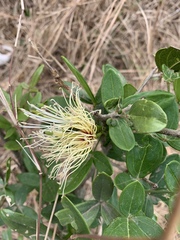 Thilachium africanum