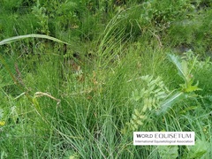 Equisetum palustre