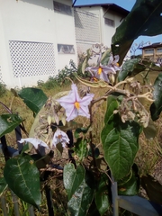 Solanum paniculatum