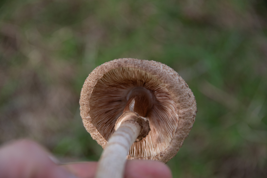 Macrolepiota clelandii · June 2025 · photo: © lobotaniser (iNaturalist, cc-by-nc)