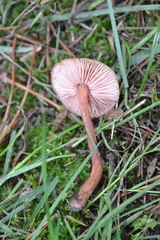 Laccaria tetraspora