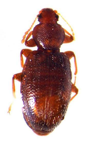 Corticaria dentiventris