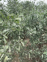 Salvadora australis