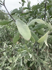 Salvadora australis