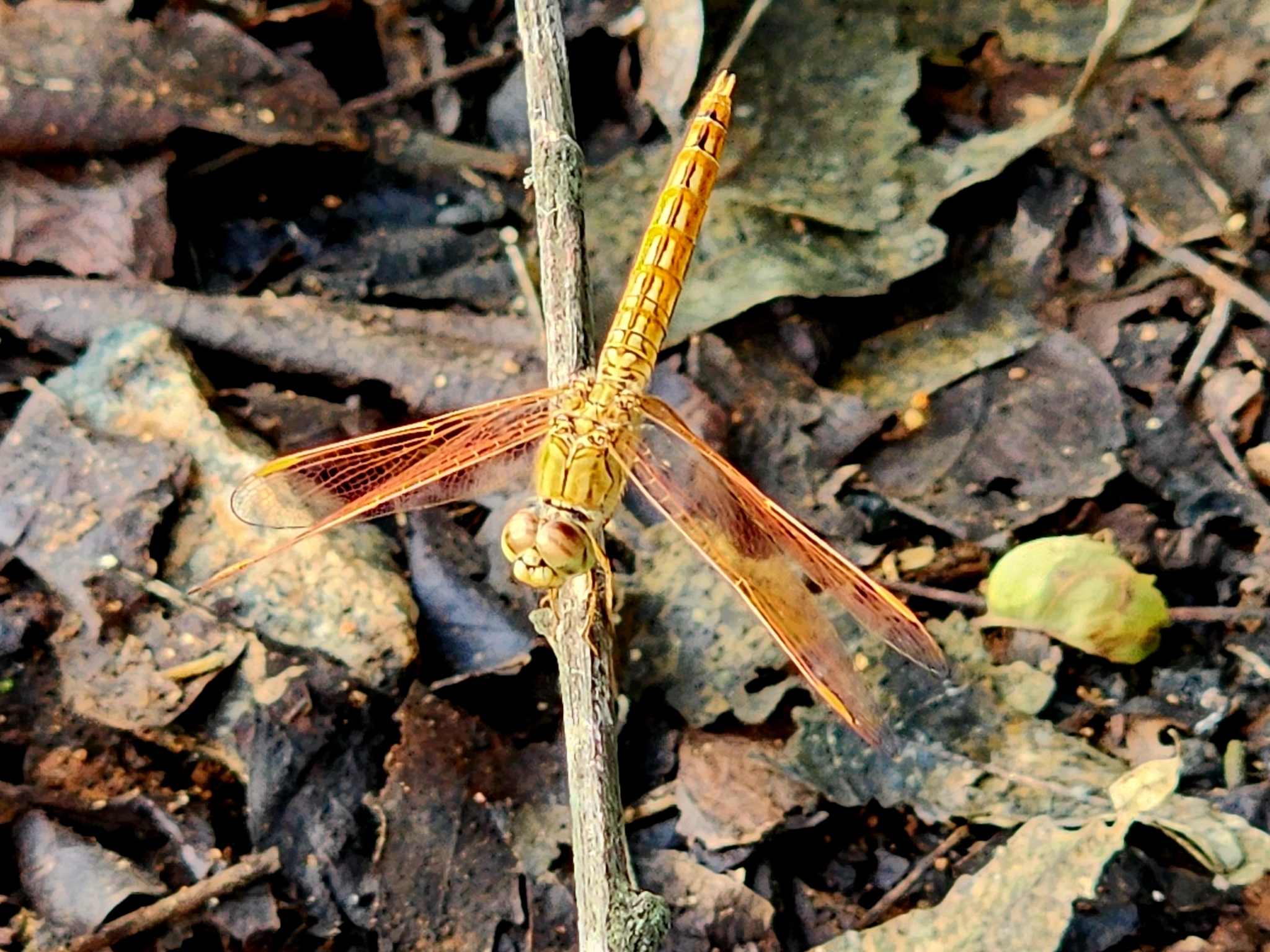 Ditch Jewel