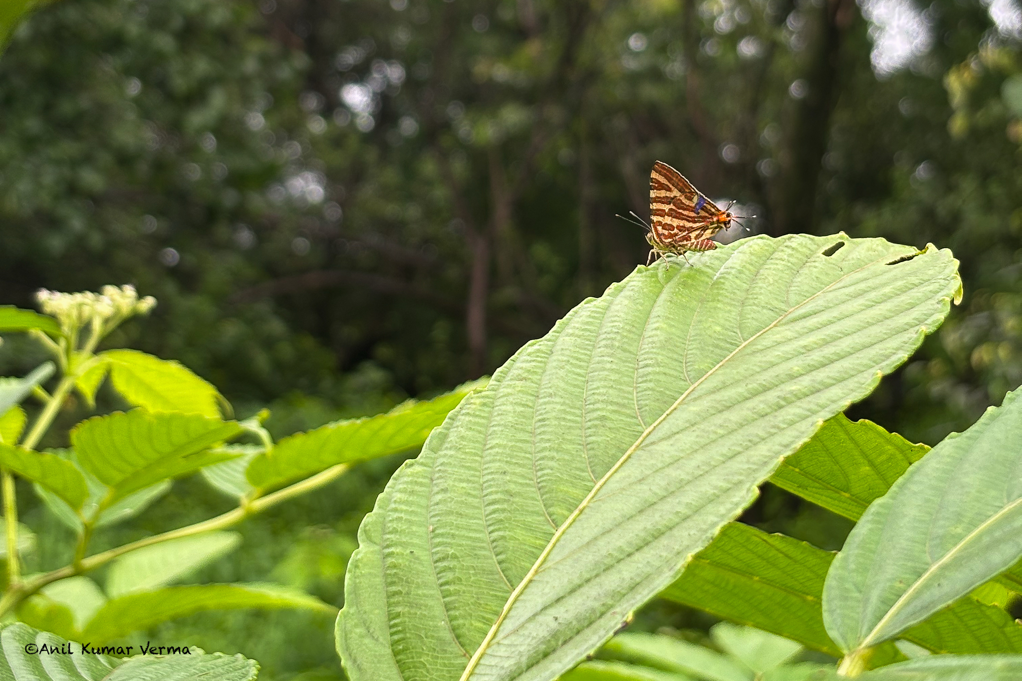 Long-Banded Silverline