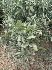 Salvadora australis