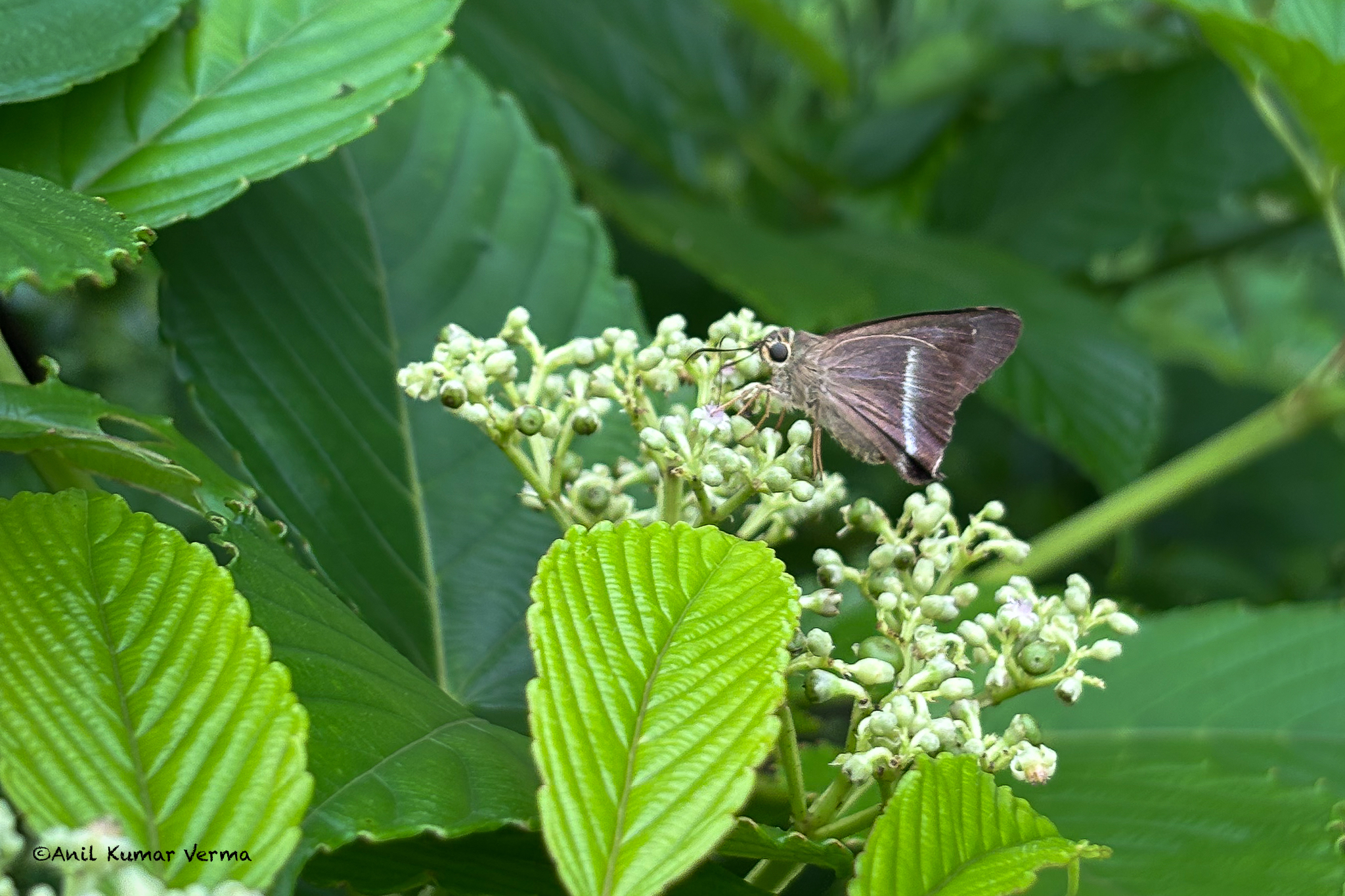 Common Banded Awl