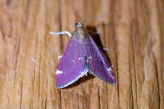 Pyrausta grotei