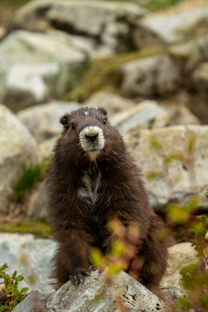 Vancouver Island Marmot
