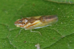 Neocoelidia bilobata