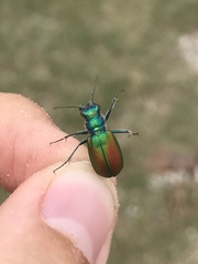 Cicindela scutellaris scutellaris