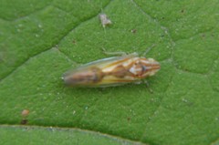 Neocoelidia bilobata
