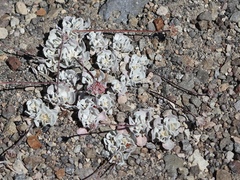 Sedum spathulifolium