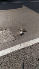 Columba livia domestica