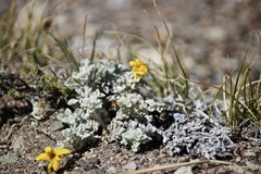 Eriophyllum lanatum integrifolium