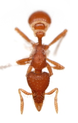 Strumigenys nigrescens