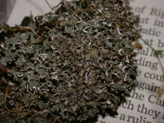 Cladonia symphycarpa