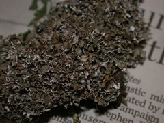 Cladonia symphycarpa