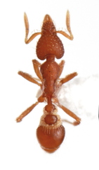Strumigenys nigrescens