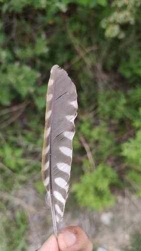 Plume de Pic cendré
