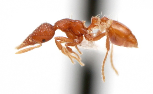 Strumigenys nigrescensStrumigenys nigrescens