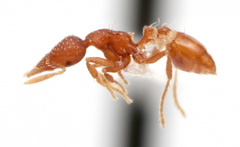 Strumigenys nigrescens