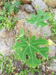 Cnidoscolus aconitifolius