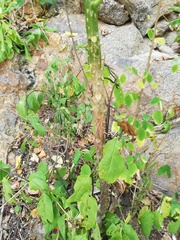 Cnidoscolus aconitifolius