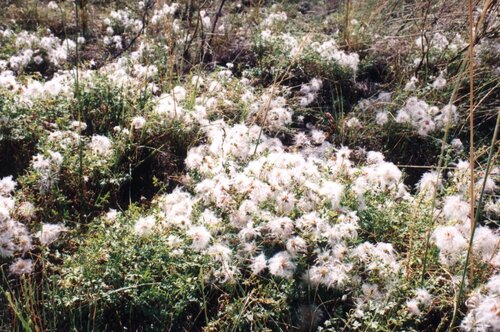 Clematis aethusifolia, photograph 3