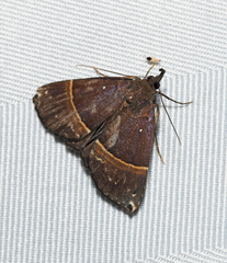 Hypena zarabena