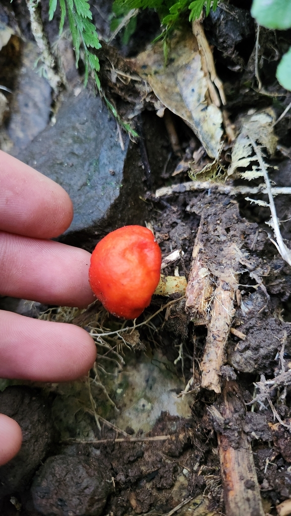 Leratiomyces erythrocephalus · June 2025 · photo: © squidney8 (iNaturalist, cc0)