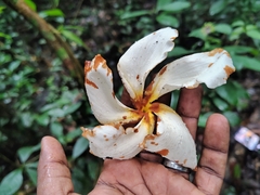 Chonemorpha fragrans, photograph (c) renjus box, some rights reserved (CC BY)