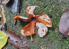 Chonemorpha fragrans