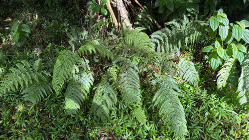 Deparia prolifera observed 2025-06-25