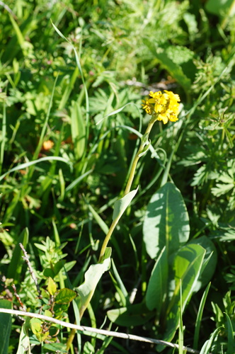 Ligularia glauca, photograph 1